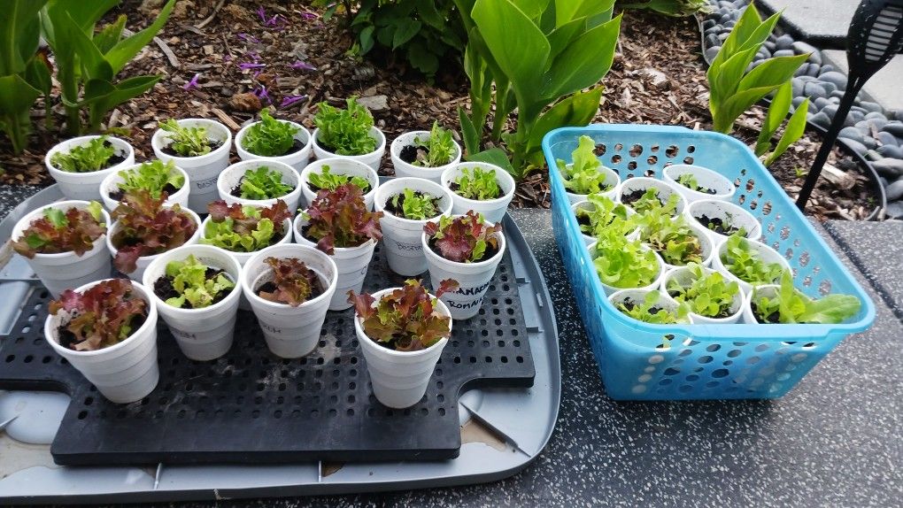 Lettuce Starter Plants
