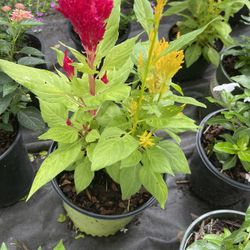 Bellas Plantas  Diferentes TiposTexteeme
