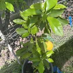Arbol De Limon Amarillo