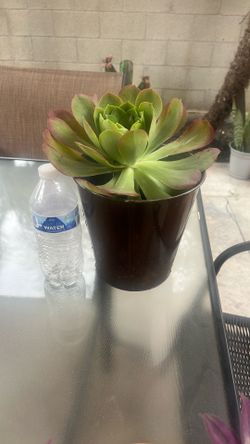 Healthy plants for sale