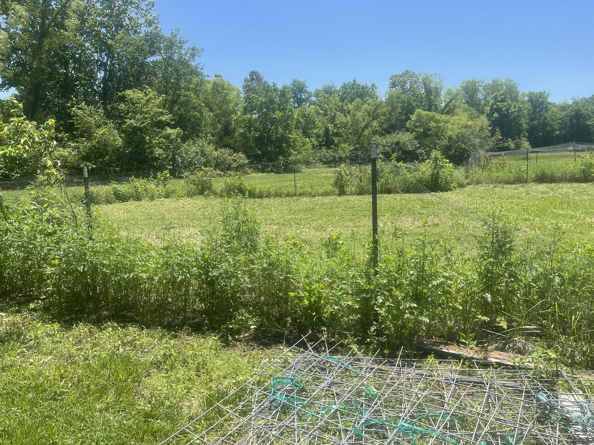 Chicken Wire