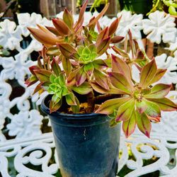 Beautiful AEONIUM Leucoblepharum Succulent Plant - Very Easy To Grow And Requires Minimal Water 