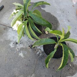 Plumeria Plants