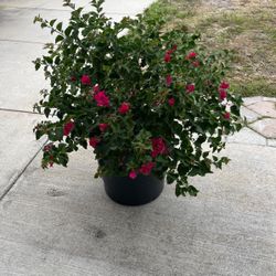 Bougainvillea 15 Gal 