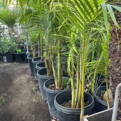 Beautiful King Palm $$85 each