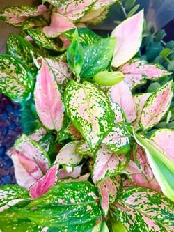 Plants (4”pot🩷🌿Aglaonema Pink Valentine)