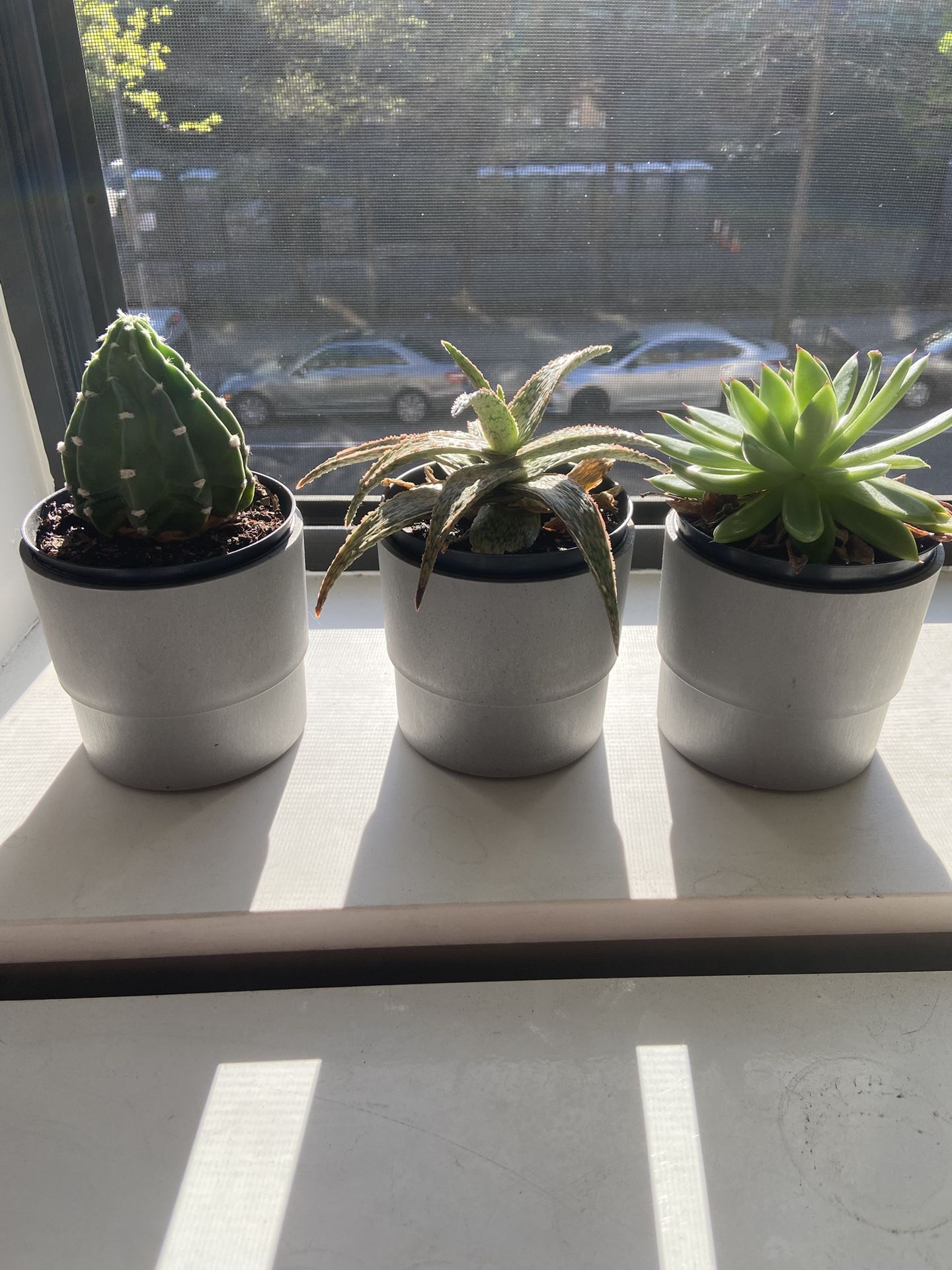 3 Succulents With pots