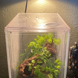 Gecko Tank