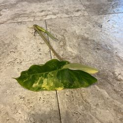 House Plant Bundle Pick 5 For One Price