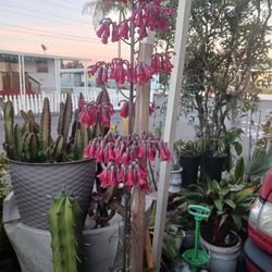 Cut Red Bells Flowers, SEE OTHER OFFERS 