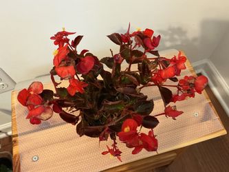 Begonia – Full & Blooming Red