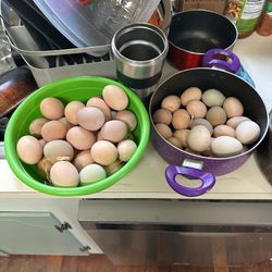 Chicken Eggs