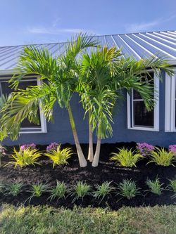 Christmas Tree Palm 🌴