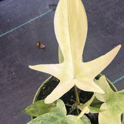 Philodendron Florida Ghost Mint In a 6 Inch Pot. 