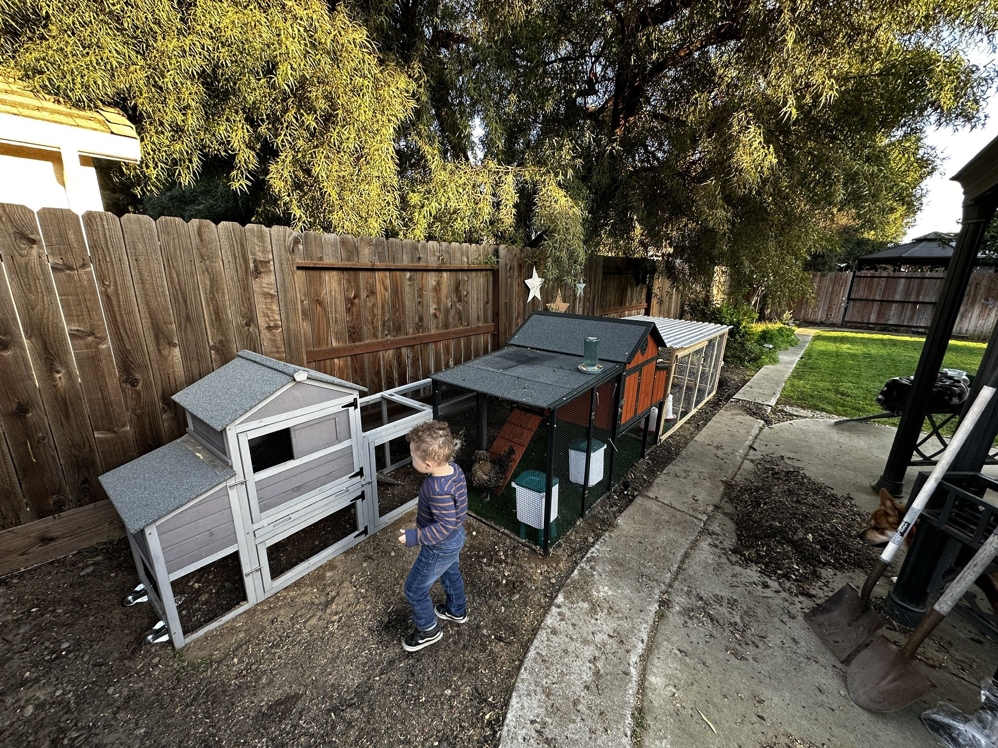 Large Connected Chicken Coop Setup – Producers Pride + Aivituvin + Custom Run $600 OBO – Ready for Pickup