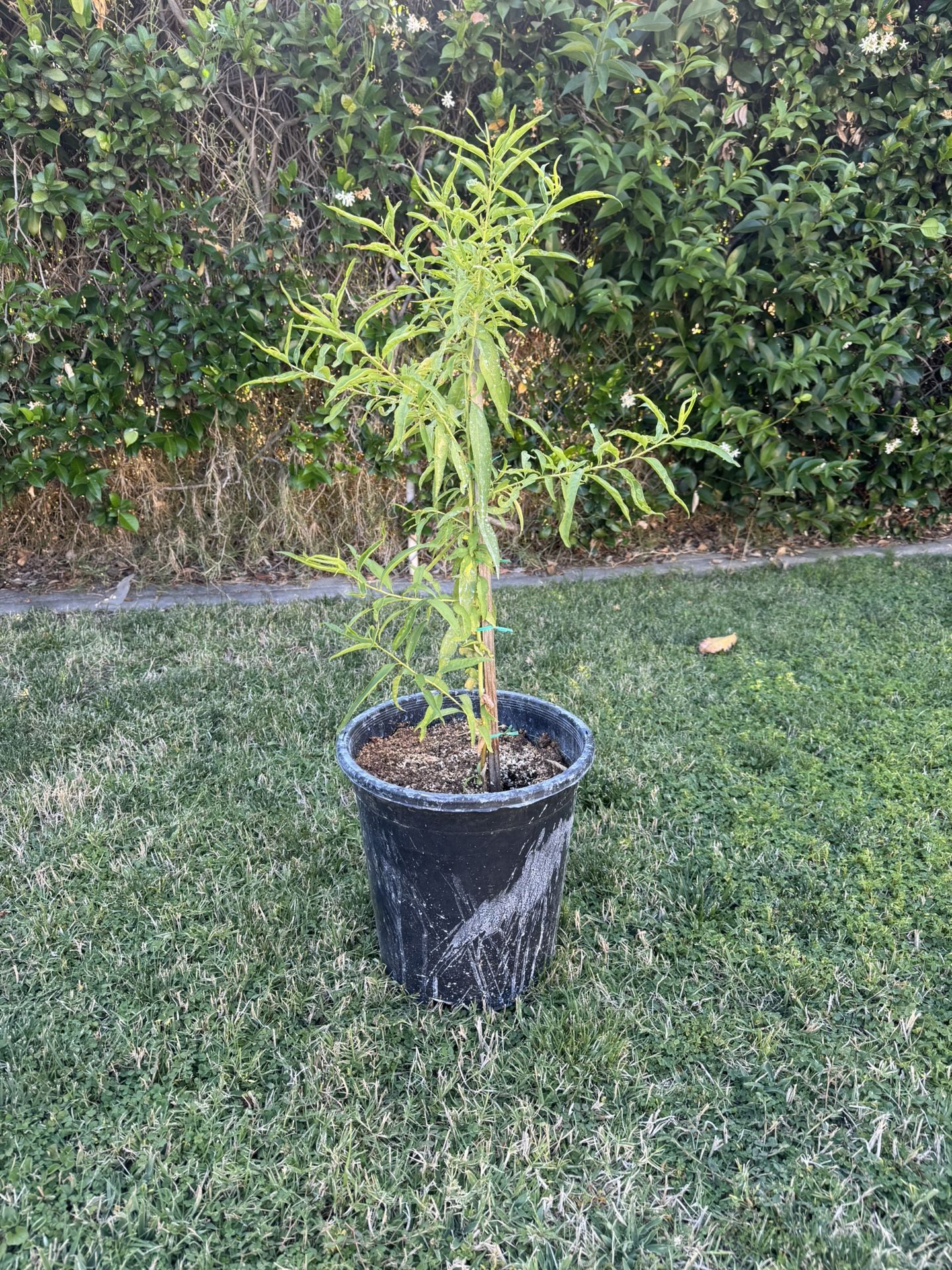 White Peach Tree Durazno