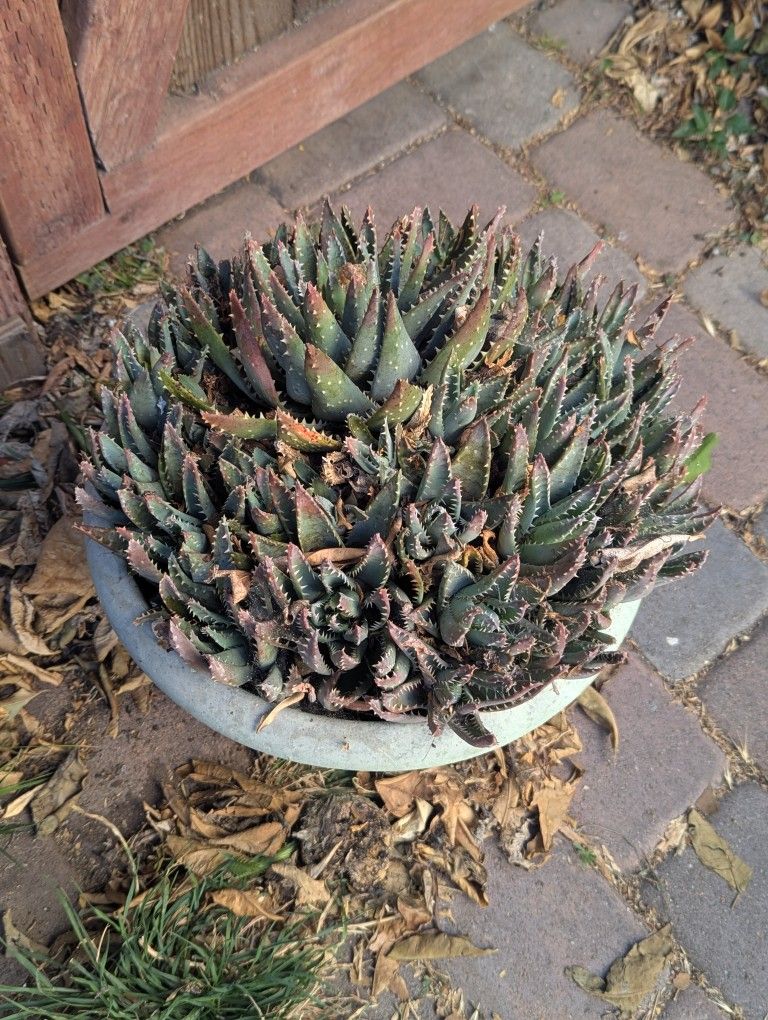 Agave OBO