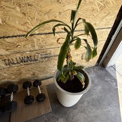 Plants For sale With Pots