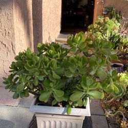 Plant 