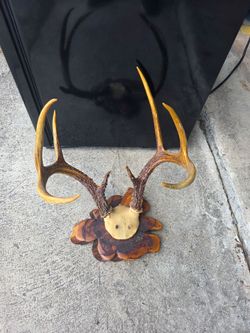 4 point deer antler, $200