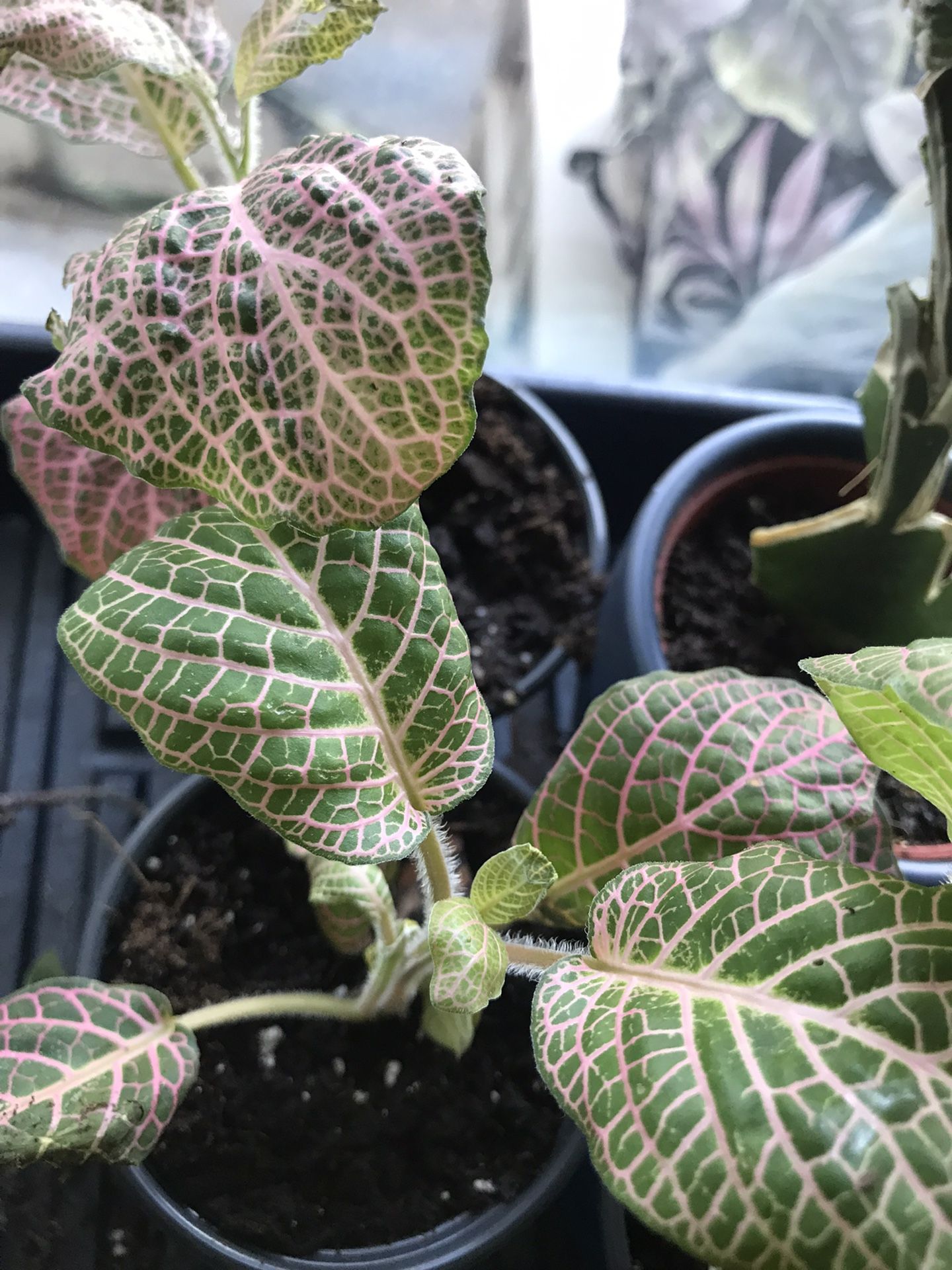 Pink Nerve Plant (Fittonia albivenis) Mosaic Plant - 4 inch pot 