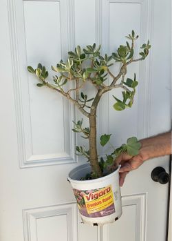 Variegated bonsai easy care plants succulents