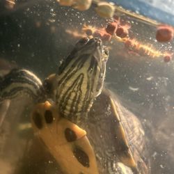 100 GALLON TANK FOR SALE 