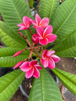 Plumerias en maceta de 5 galones su precio es $30