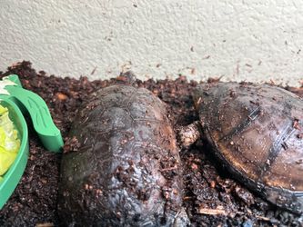 Turtle Tank