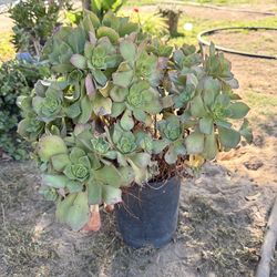 Suculenta