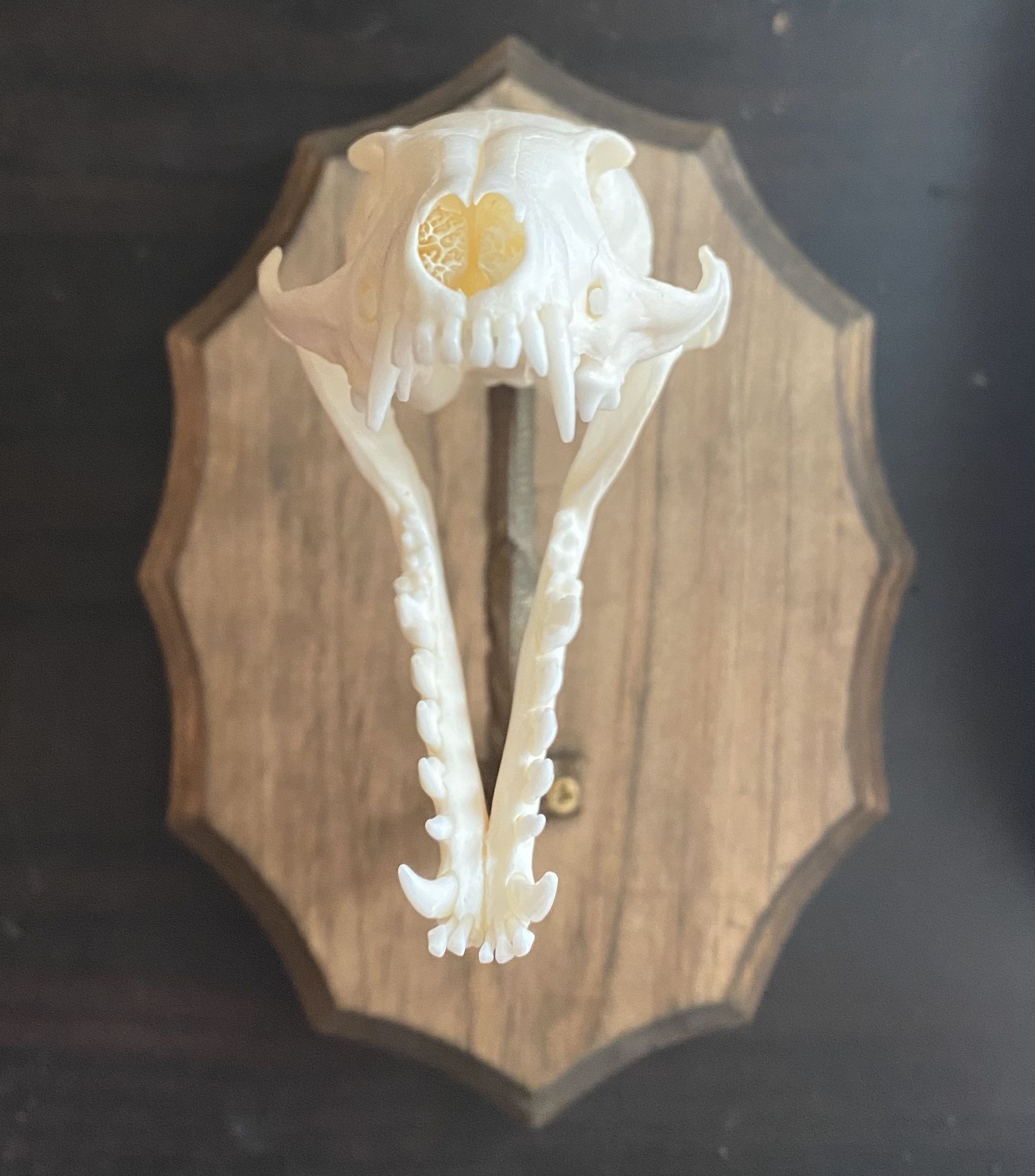 Red Fox Skull On A wooden Mount.