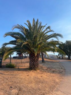 Mature Canary Island Date Palm Trees