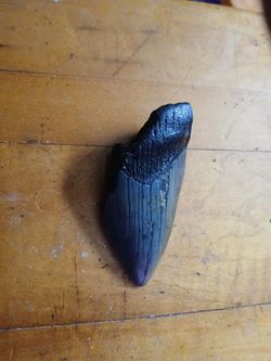 Megolodon  Tooth