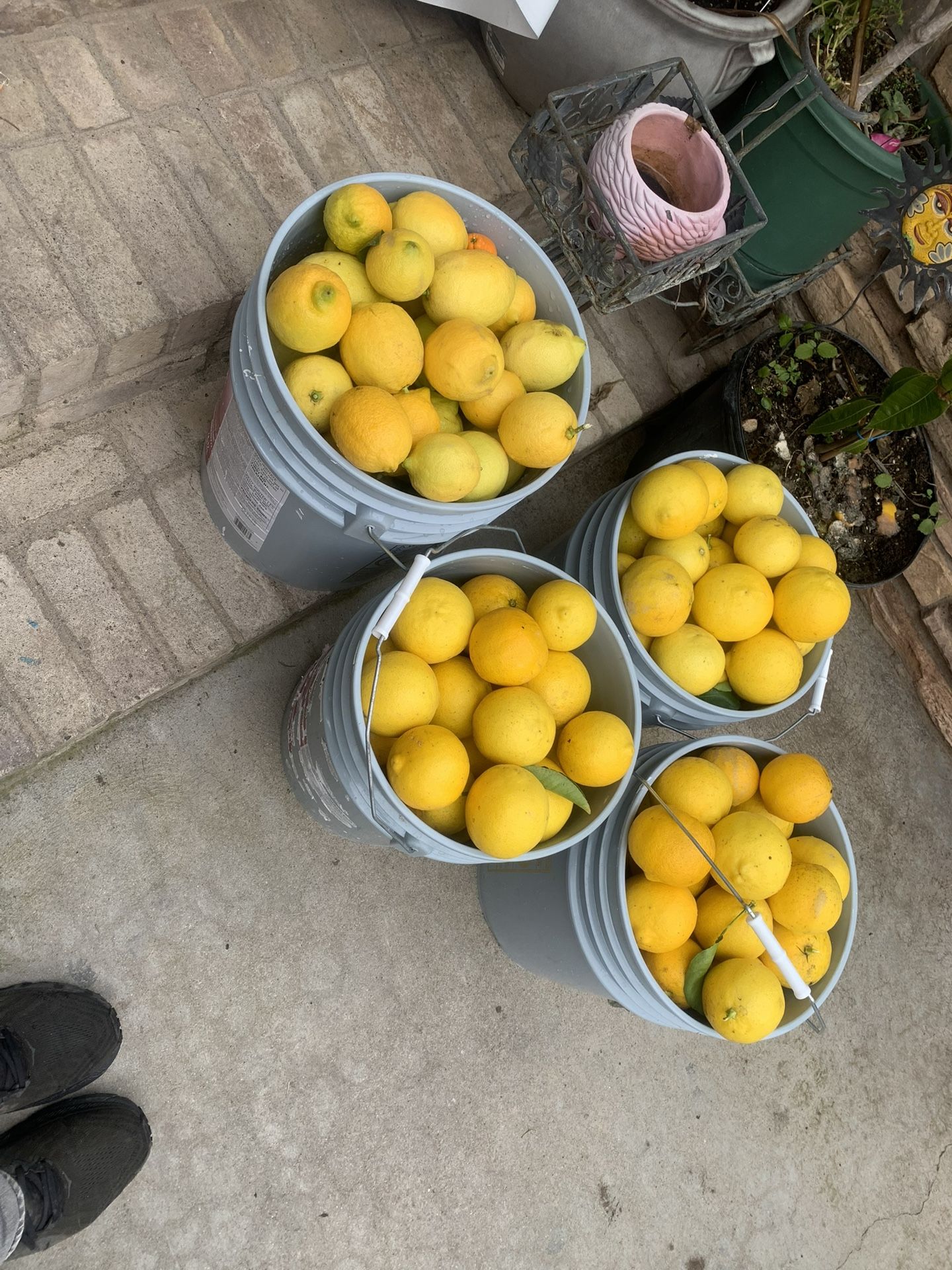 Sweet Limes/ Limas Dulces