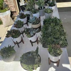 Cactus And Succulents 