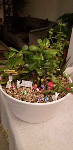 Succulent Garden Plant