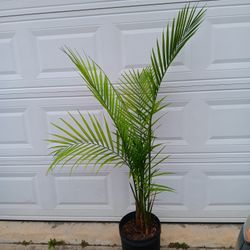 Palm  🌴 Plant 