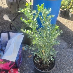 RUDA EN GALON  3 GALONES