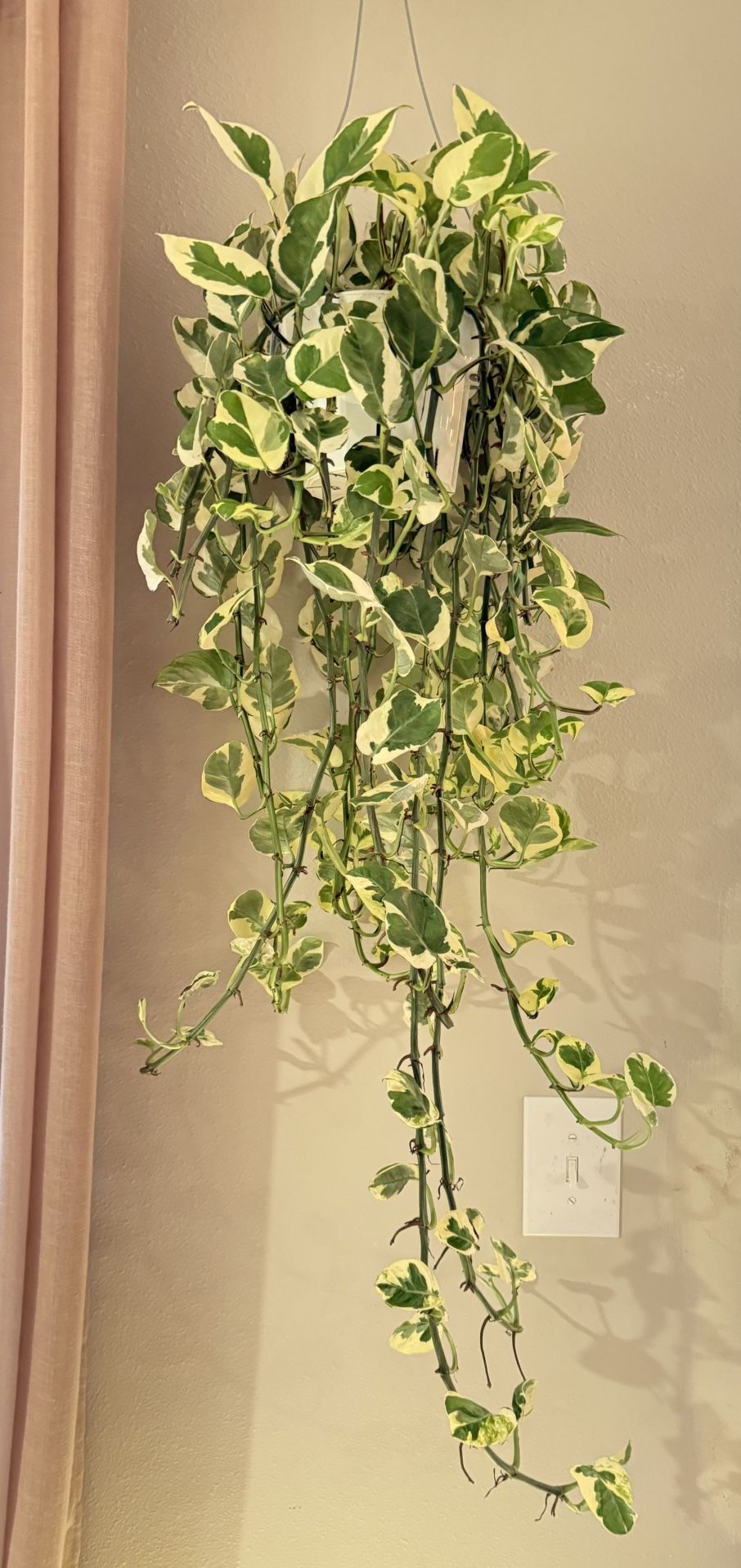 Houseplant Potho Pearls & Jade 6” Hanging basket