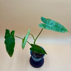 Philodendron Paraiso Verde