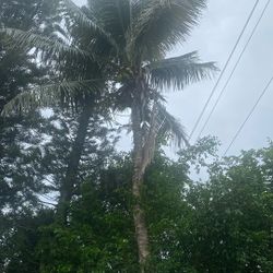 Free Coconuts-Cocos Gratis! 