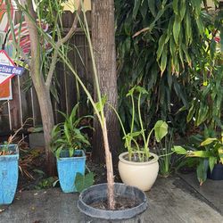 Plant