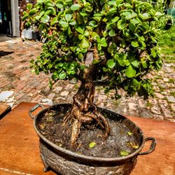 Bonsai jade Plant