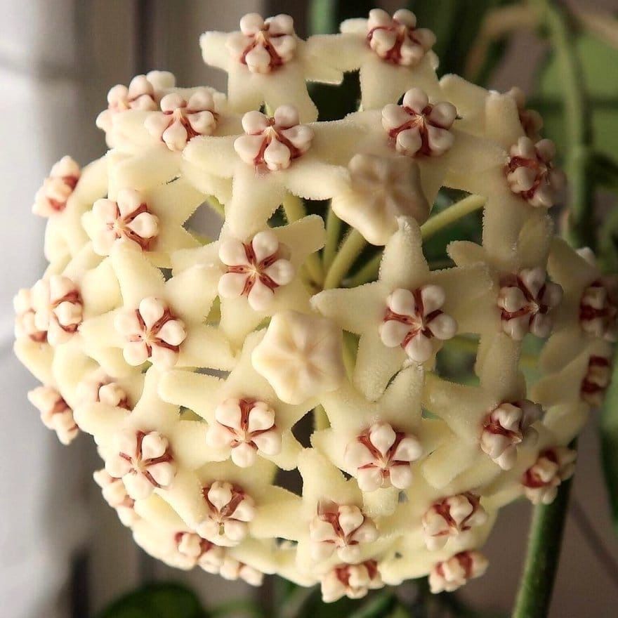 4” Hoya Globulosa (first Pic Is Reference Of The Flower)