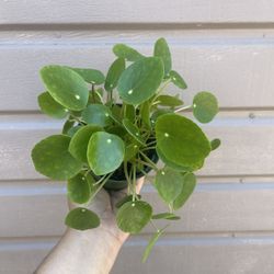 4” Pilea Money Plant