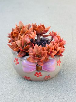 Succulents plants （Echeveria 'Yamato-no-Mai'）