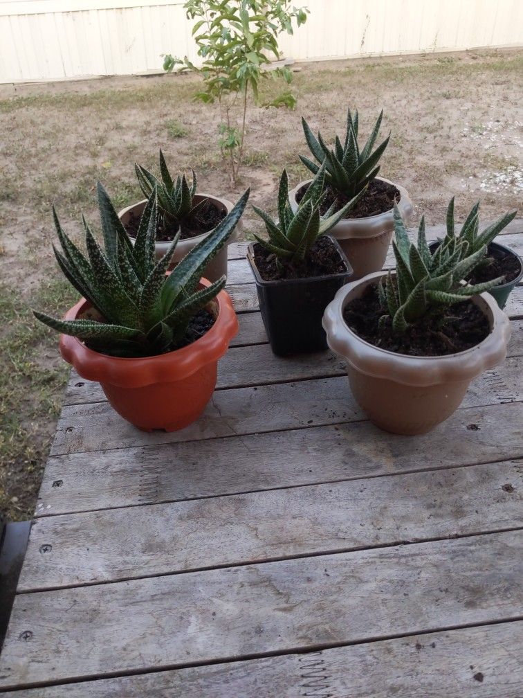 Aloe De Encaje