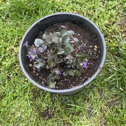 Dog Violet Plant