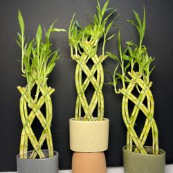 Braided Lucky Bamboo Plants In Oval Pots($10 each)