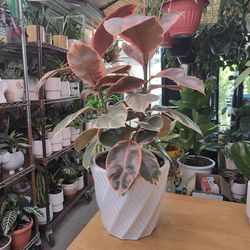 Ficus Elastica Ruby Indoor Plant